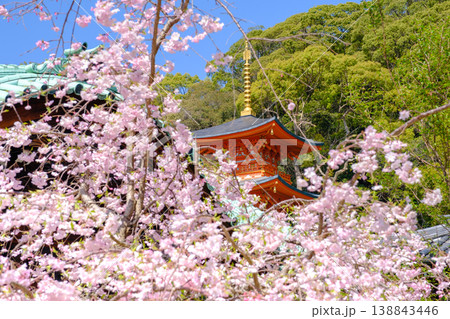 神戸・須磨寺本坊の枝垂れ桜と三重塔 138843446