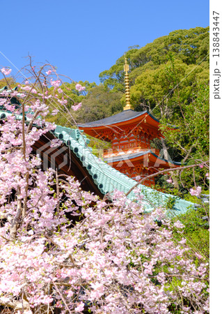 神戸・須磨寺本坊の枝垂れ桜と三重塔 138843447