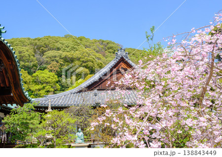 神戸・須磨寺本坊の枝垂れ桜 138843449