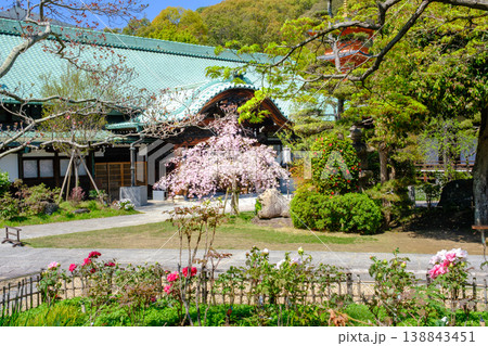 神戸・須磨寺本坊の枝垂れ桜と三重塔 神戸・須磨寺本坊の枝垂れ桜と三重塔 138843451