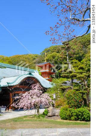 神戸・須磨寺本坊の枝垂れ桜と三重塔 138843454