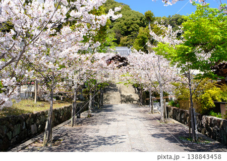 桜満開の神戸・須磨寺の参道 138843458