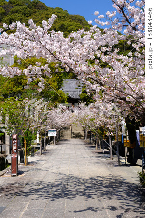 桜満開の神戸・須磨寺の参道 138843466