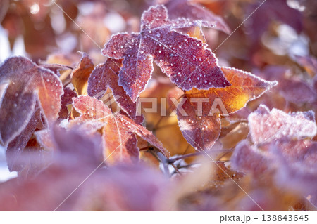 紅葉についた霜(蒜山高原) 紅葉についた霜(蒜山高原) 138843645