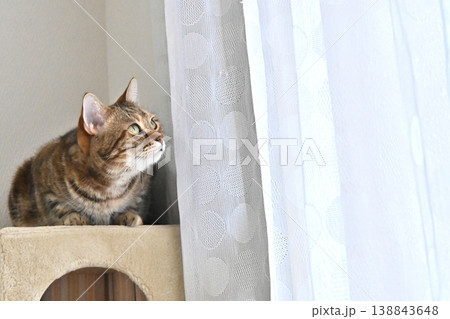 ハイタッチで挨拶する猫 138843648