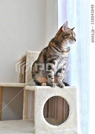ハイタッチで挨拶する猫 138843649