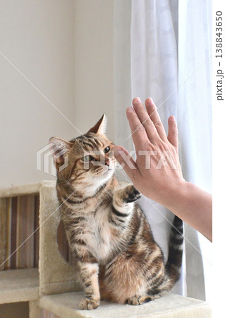 ハイタッチで挨拶する猫 138843650