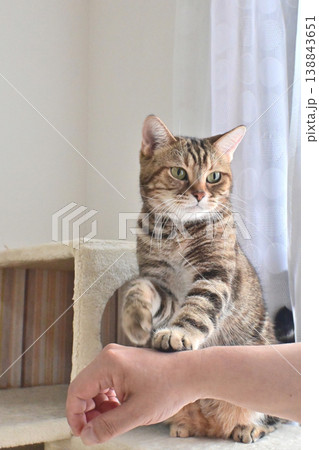 ハイタッチで挨拶する猫 138843651