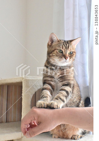 ハイタッチで挨拶する猫 ハイタッチで挨拶する猫 138843653