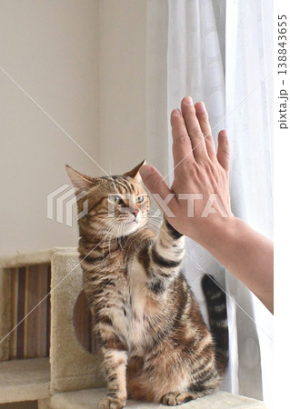 ハイタッチで挨拶する猫 ハイタッチで挨拶する猫 138843655