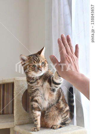 ハイタッチで挨拶する猫 138843657