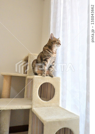 キャットタワーの猫アメリカンショートヘアブラウンパッチドタビー キャットタワーの猫アメリカンショートヘアブラウンパッチドタビー 138843662