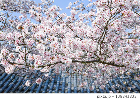 壺阪寺の桜 138843835