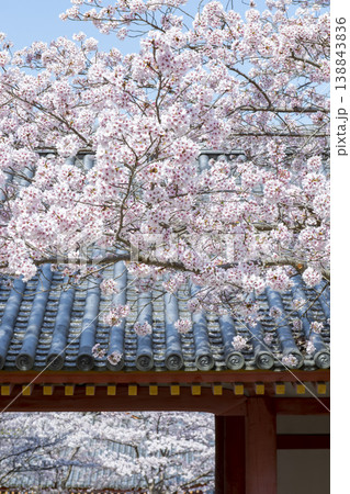 壺阪寺の桜 138843836