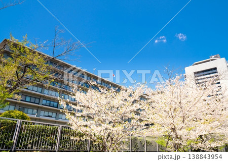 外務省 満開の桜 138843954