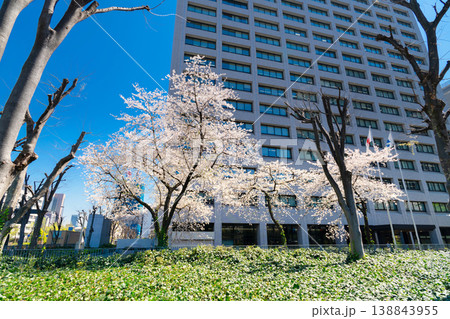 経済産業省 満開の桜 138843955
