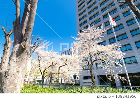 経済産業省 満開の桜 138843956