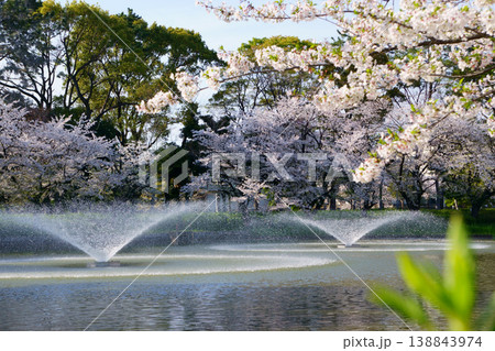 桜と名城公園のおふけ池 138843974
