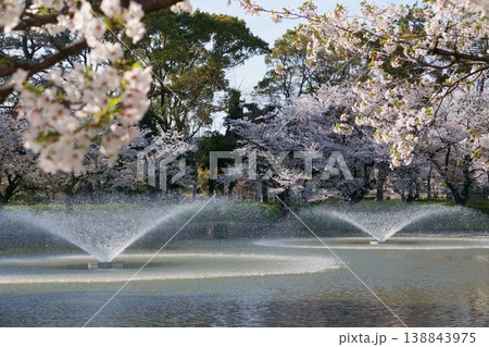 桜が咲いた名城公園にあるおふけ池 桜が咲いた名城公園にあるおふけ池 138843975
