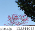 屋根上のカンヒザクラ 138844042