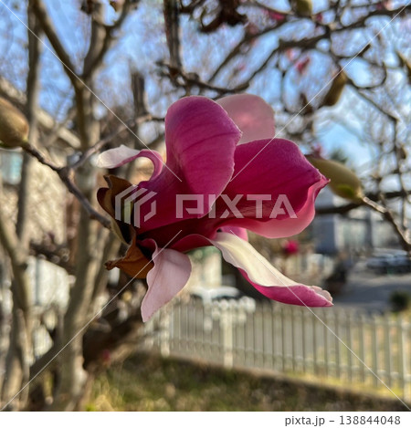 紫色の木蓮の花 紫色の木蓮の花 138844048