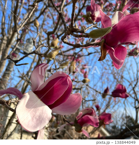 青空に映える木蓮、紫色の木蓮の花、満開の紫木蓮の花 138844049