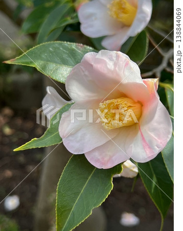 淡いピンク色の椿の花、ピンク色の班入りの椿の花の風景 淡いピンク色の椿の花、ピンク色の班入りの椿の花の風景 138844069