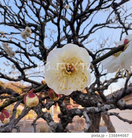 春を告げる梅の花、早咲きの白梅の花、良い香りのする白い花 春を告げる梅の花、早咲きの白梅の花、良い香りのする白い花 138844087