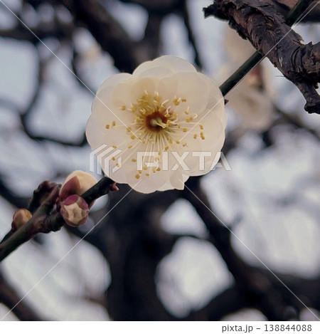 春を告げる梅の花、早咲きの白梅の花、良い香りのする白い花 春を告げる梅の花、早咲きの白梅の花、良い香りのする白い花 138844088