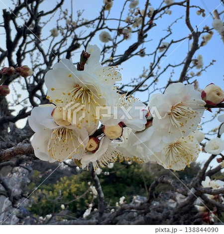 春を告げる梅の花、早咲きの白梅の花、良い香りのする白い花 春を告げる梅の花、早咲きの白梅の花、良い香りのする白い花 138844090