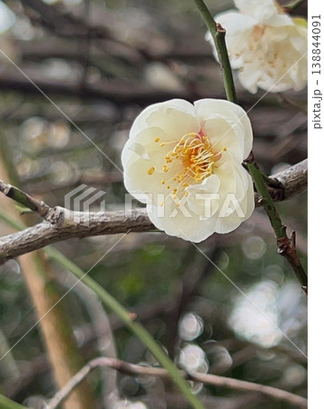 春を告げる梅の花、早咲きの白梅の花、良い香りのする白い花 春を告げる梅の花、早咲きの白梅の花、良い香りのする白い花 138844091