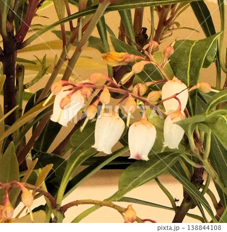 リュウキュウアセビ花 リュウキュウアセビ花 138844108