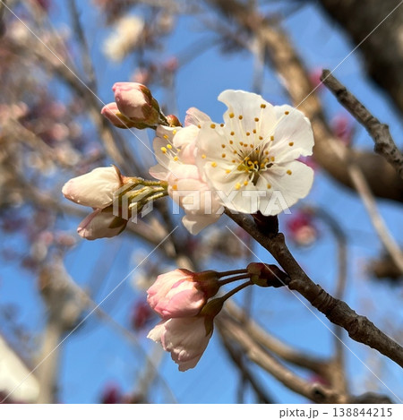 丸くて可愛い西洋実桜の花、実のなる木、青空と西洋実桜の花、食用さくらんぼうの実る木 丸くて可愛い西洋実桜の花、実のなる木、青空と西洋実桜の花、食用さくらんぼうの実る木 138844215