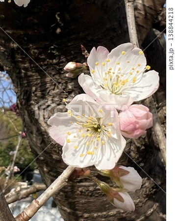 丸くて可愛い西洋実桜の花、実のなる木、青空と西洋実桜の花、食用さくらんぼうの実る木 138844218
