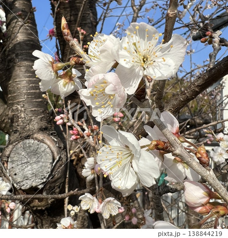 丸くて可愛い西洋実桜の花、実のなる木、青空と西洋実桜の花、食用さくらんぼうの実る木 138844219