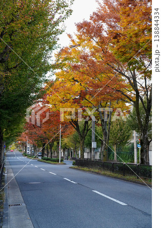 京都堀川通りのケヤキの紅葉 京都堀川通りのケヤキの紅葉 138844334