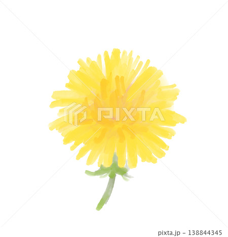 ふんわり咲くタンポポの花アップ 水彩風タッチの春の野草PNG素材 ふんわり咲くタンポポの花アップ 水彩風タッチの春の野草PNG素材 138844345