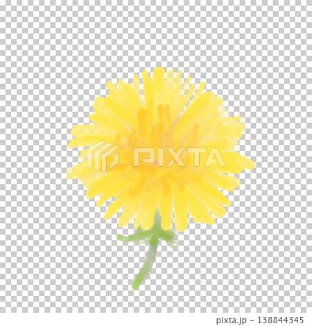 ふんわり咲くタンポポの花アップ 水彩風タッチの春の野草PNG素材 ふんわり咲くタンポポの花アップ 水彩風タッチの春の野草PNG素材 138844345