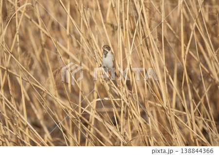ヨシにとまるオオジュリン 138844366