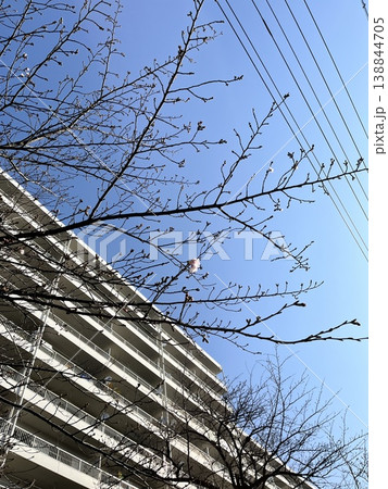 開花宣言 138844705