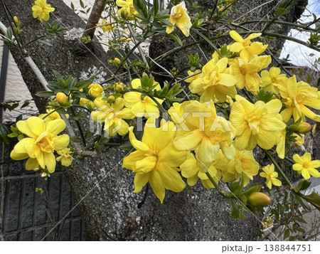 明るく鮮やかな黄色い花、細長いツル状の枝に咲く黄色い花、梅に似た高杯形の六枚花弁の黄色い花 明るく鮮やかな黄色い花、細長いツル状の枝に咲く黄色い花、梅に似た高杯形の六枚花弁の黄色い花 138844751