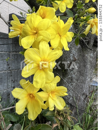 明るく鮮やかな黄色い花、細長いツル状の枝に咲く黄色い花、梅に似た高杯形の六枚花弁の黄色い花 138844752