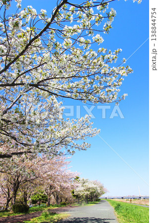 小松川千本桜 138844754
