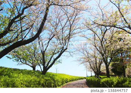 小松川千本桜 138844757
