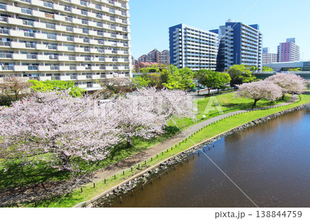 大島小松川公園の桜 138844759
