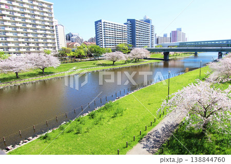 大島小松川公園の桜 138844760