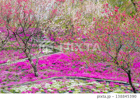 花桃と芝桜の咲く「芝桜花桃公園」（恵那峡の里・岐阜県恵那市） 138845390