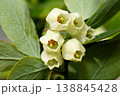 ブルーベリーの花 138845428