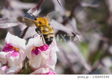 花の蜜を吸うトラマルハナバチ 花の蜜を吸うトラマルハナバチ 138845540