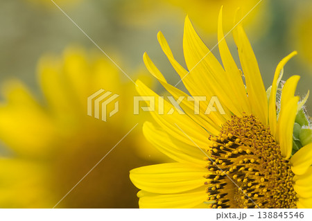 黄色いヒマワリの花 黄色いヒマワリの花 138845546